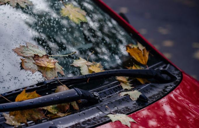 Leaves are sitting on the windshield